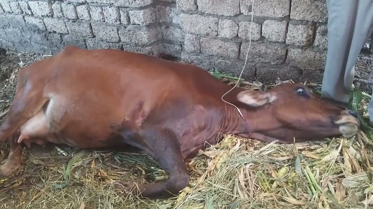 حالات حرجه : اوعي تدبحها اهدي شويه دي حمي اللبن في الابقار