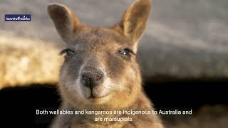 Wallaby vs. Kangaroo: What's the Difference