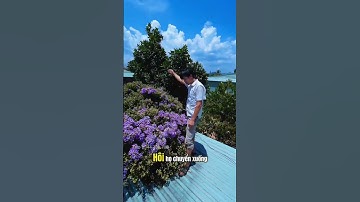 Đẹp như tranh luôn ạ 🧐 #samngoclinh #samngoclinhkontum #cusamrung #samday #hongdangsam #matongrung