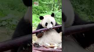 Большие панды и их удивительное пристрастие к бамбуку. интересные факты про панд