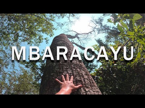 Turismo de Naturaleza: Reserva Natural del Bosque Mbaracayu - Canindeyu Paraguay 🇵🇾
