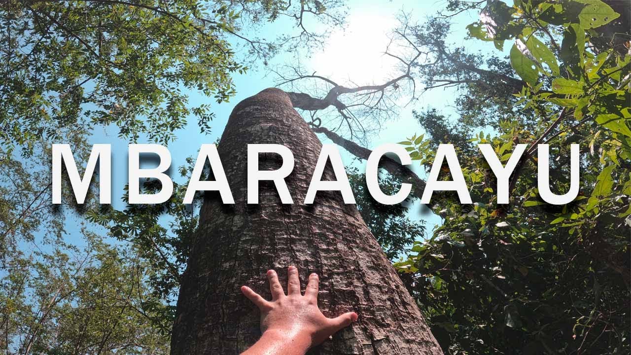 Turismo de Naturaleza: Reserva Natural del Bosque Mbaracayu - Canindeyu ...