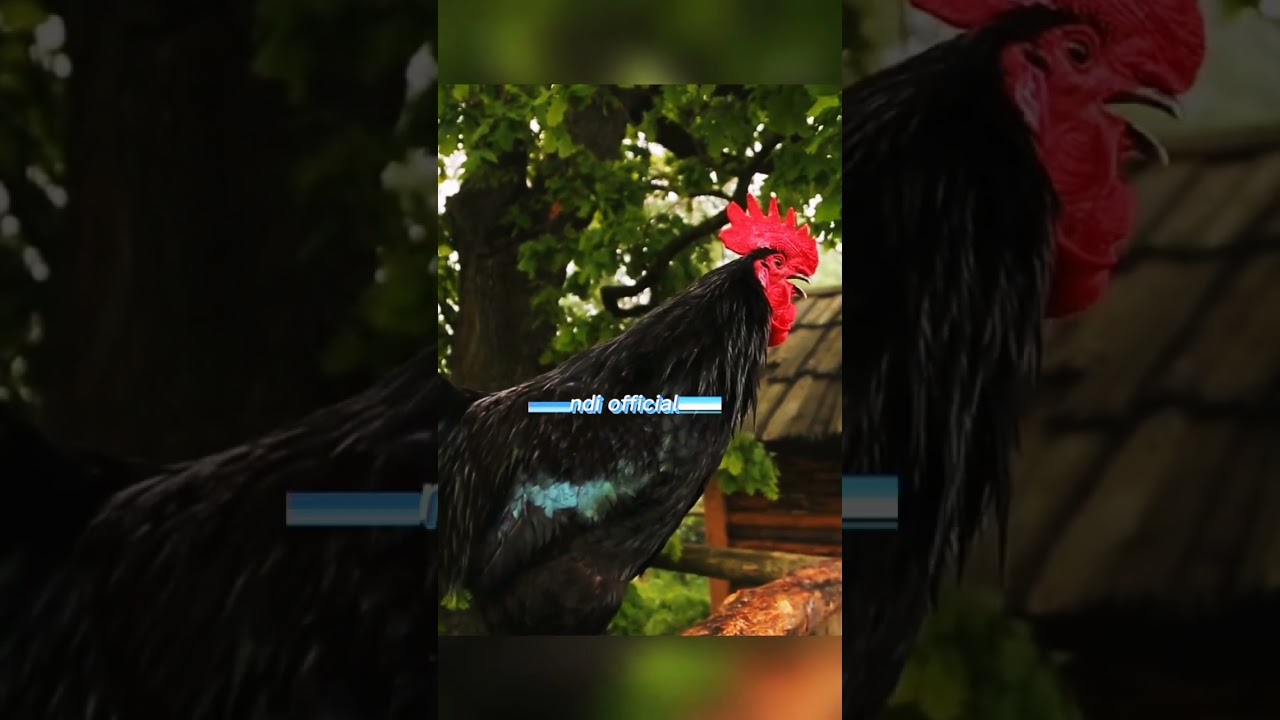 unique animal sounds, rooster and tiger || 