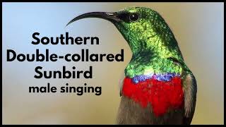 SOUTHERN DOUBLE-COLLARED SUNBIRD male singing