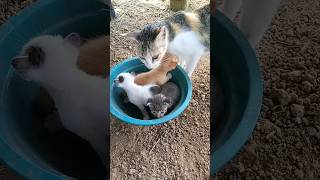 the sound of a cute kitten missing its mother cat