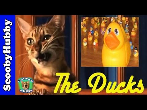 Cat Clips #91--The Ducks