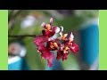 蘭花 - 首次開花! 劍葉文心蘭 Popoki Mitzi | 養護技巧 | 蘭花種植