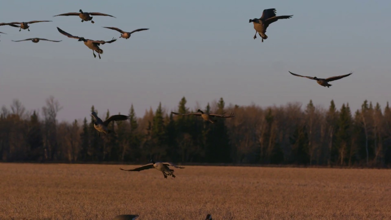 Ben Higdon & Higdon Outdoors Crush Canada Geese with HEVI-X