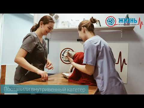 Как проходит кастрация кота. Ветеринарная клиника в Калуге Жизнь