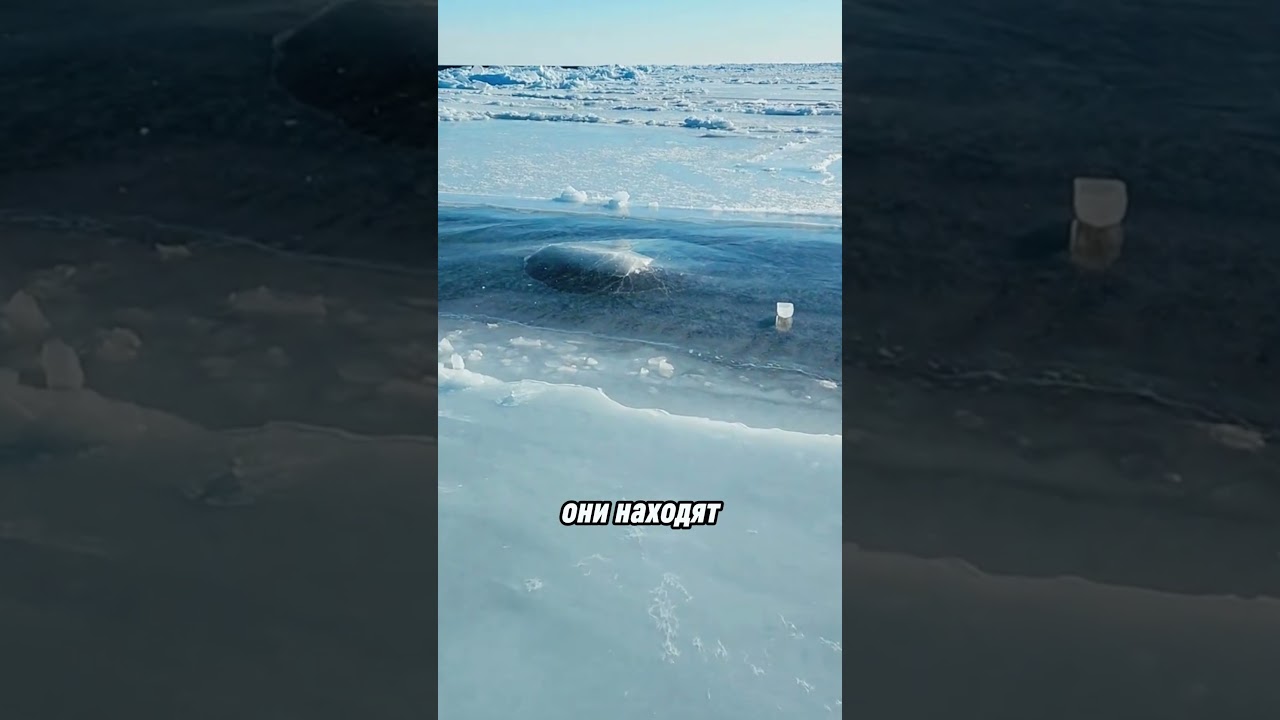 Вот как киты выживают подо льдом! 🔥🐳