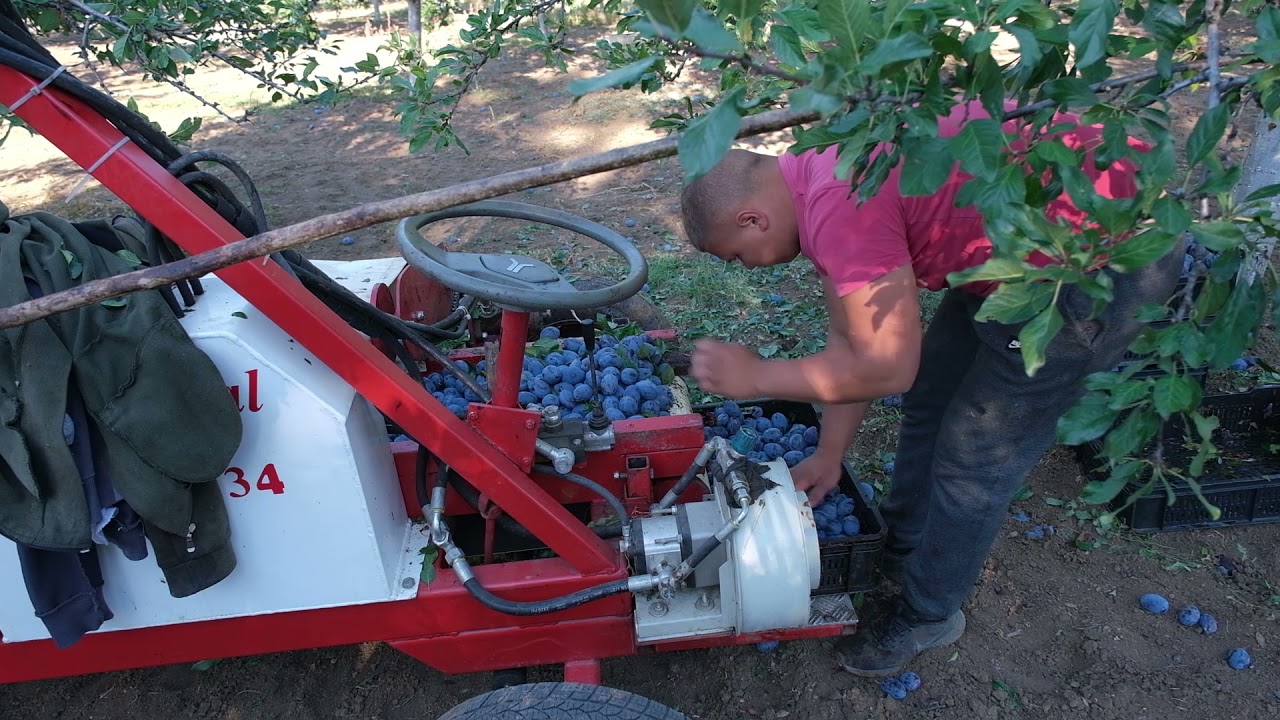 Složno, uspešno! ep. 79 21.09.2021. Voćarstvo, Blace, Andrija Sudimac, berač voća