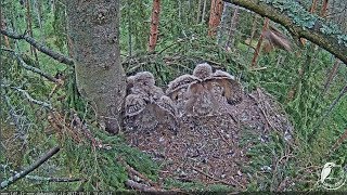 2017/05/31 17h053 ~Bo is hunting a Raven-Owlet defends the nest~ screenshot 2