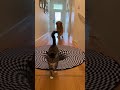 Optical Illusion Rug Confuses Dog but Not the Clever Cat #pets #illusion #funny