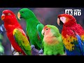 Amazing parrots  beautiful birds  birds sounds for relaxing  stunning nature  stress relief