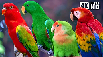 AMAZING PARROTS | BEAUTIFUL BIRDS | BIRDS SOUNDS FOR RELAXING | STUNNING NATURE | STRESS RELIEF