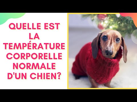 Vidéo: Quelle Est La Température Corporelle Normale D'un Chien