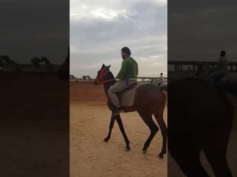 ميلي على ميالك ابو محمود خيالك