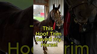 This Hoof Trim Saved My Horse #horses #laminitis #hoofcare #farrier