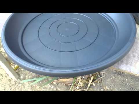 ღვიის ბონსაის გადარგვა. ნაწილი 1