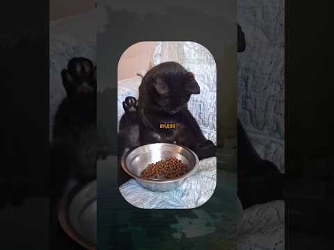 ВИРУСНЫЕ ВИДЕО /