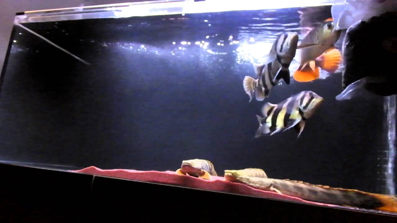 1800水槽 餌やり ダトニオにエビを与えたいが Youtube