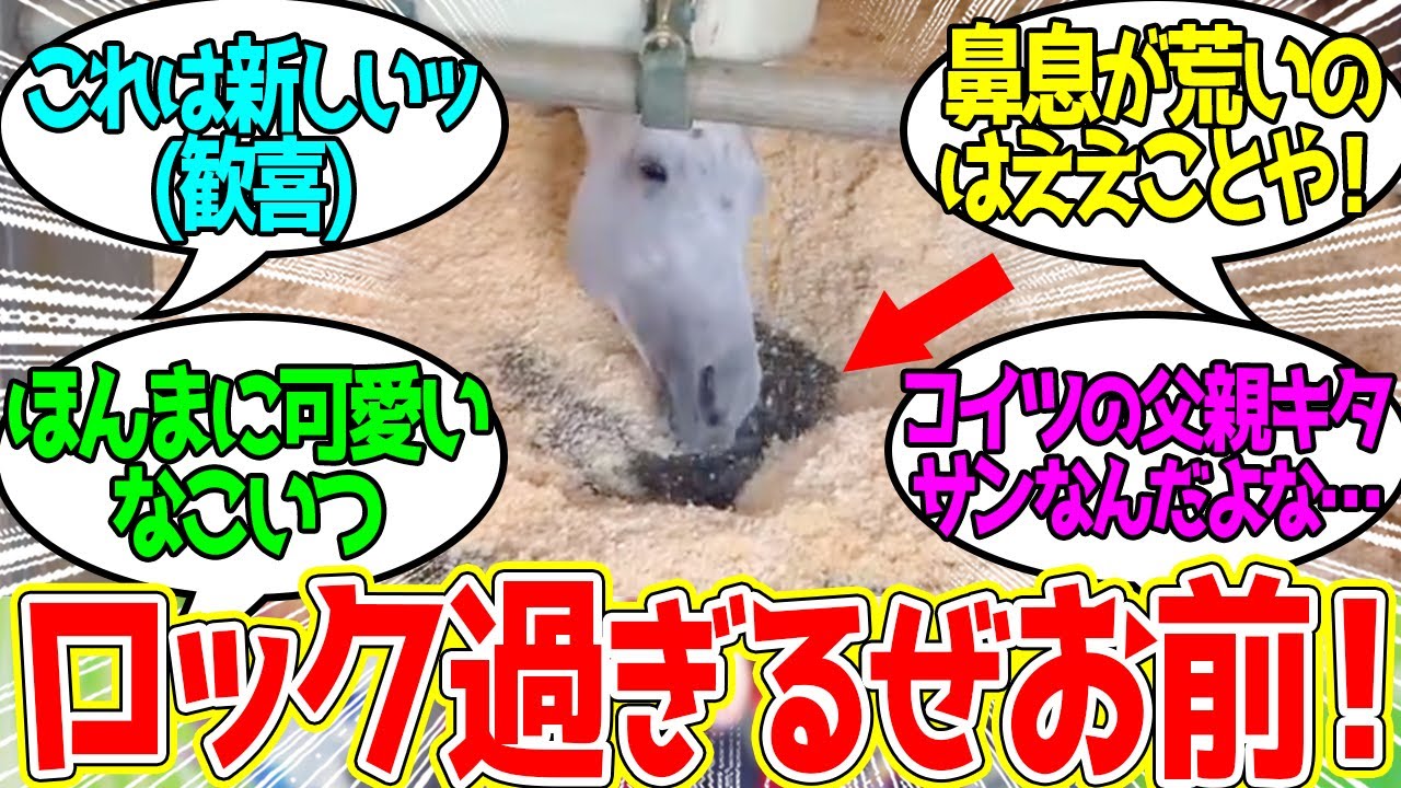 ガイアフォース ← 鼻息でウッドチップを吹き飛ばす謎の遊びにハマる…に対するみんなの反応！【競馬 の反応集】