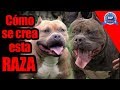 AMERICAN BULLY "Súper crianza"