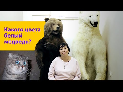 Какого цвета белый медведь? Наталья Носова