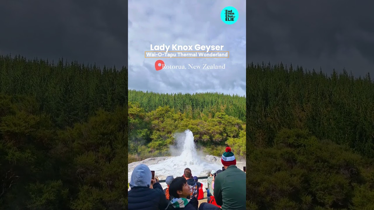 Lady Knox Geyser at Rotorua, New Zealand