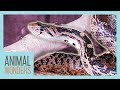 How Snakes Shed Their Skin