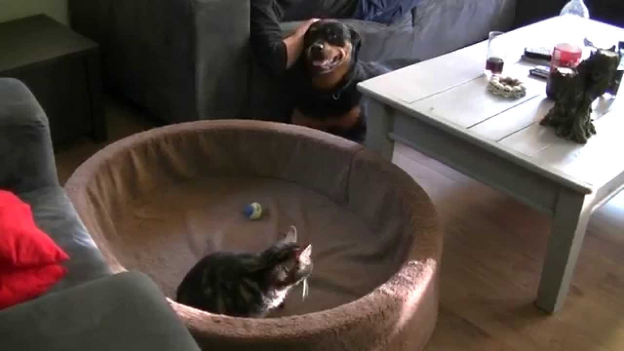 Poes denkt dat hondenmand voor haar is,juni 2014. Cat thinks that dog basket is for her.