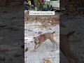 Vietnam Dog Friendly Or Not Vietnam Dog Friendly Or Not