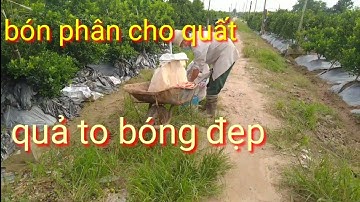 Bón phân cho quất cảnh quả to bóng đẹp, loại siêu phân bón cho cây quất cảnh