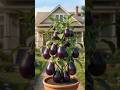 🍆 One Eggplant Plant with 20+ Fruits! 😱 #shorts