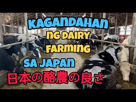 JAPAN DAIRY FARMING||SALARY & EXPERIENCE