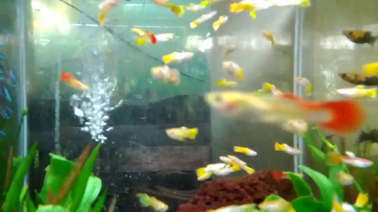 Ikan guppy dalam akuarium YouTube