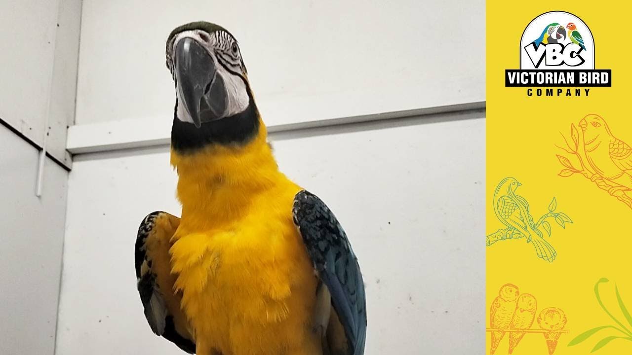 Current Pet Parrots Ferntree Gully 21/9/23 Victorian Bird Co YouTube