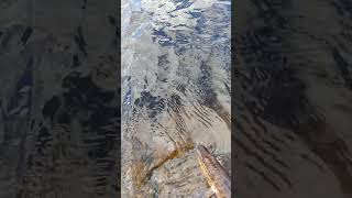 Releasing A Small Pike Back In The  Lake fish finland pike