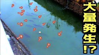 生活排水の中に住みついた淡水の王者を釣って食う!!
