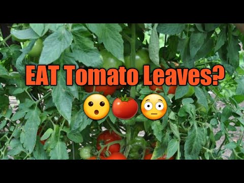 Video: Är tomatblad ätbara?