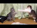 猫達の喧嘩シーンまとめ
