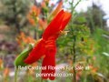 Perennial Plants For Sale Perennial Plants For Sale