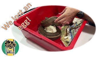 Breeding Ball Pythons; Maternal Incubation 3