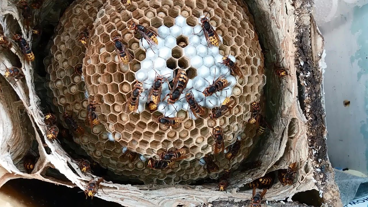 Гнездо Шершней на Балконе ,24 Сентября 2022 г - YouTube