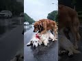 The golden retriever dog's companion was seriously injured and lay dying on the road. The golden r