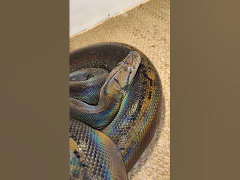 Beautiful Python - YouTube