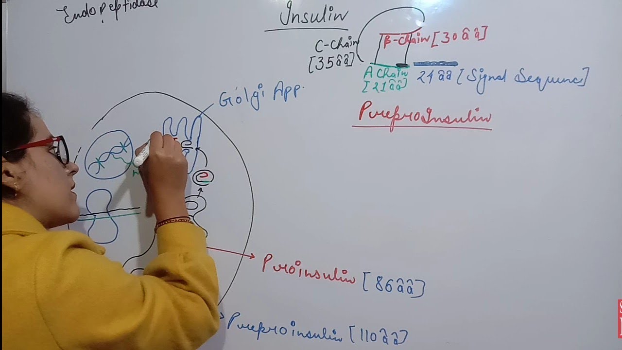 INSULIN | SYNTHESIS | STORAGE | RELEASE | DISTRIBUTION & DEGRADATION | FUNCTIONS