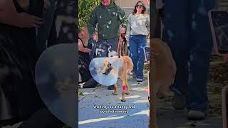😭Retirement ceremony for the police dog👏#k9#dog#honor#fyp#policedog#感人