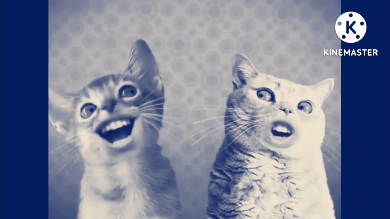 Preview 2 Numa Cat Effects (Preview 2 Effects) in TPC2022's G Major YouTube