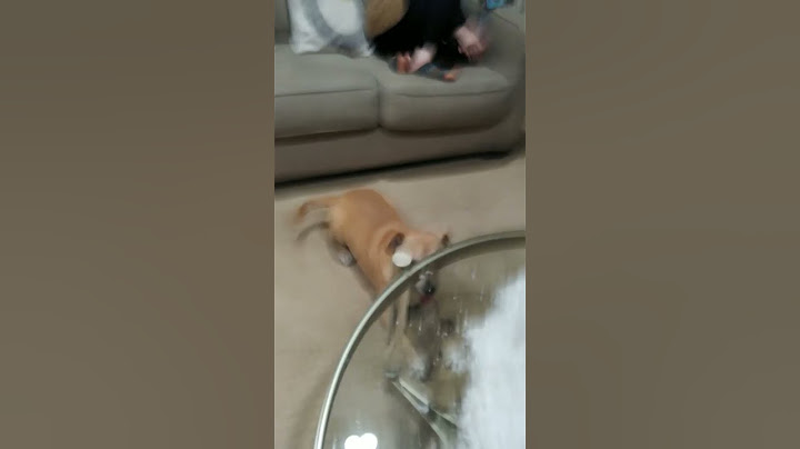7 O'Clock Happy Relaxed Fun Pet Dog Zoom by Ziggy. Longer video version will be up soon.EPISODE 2227